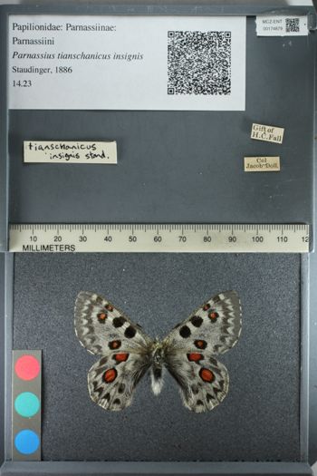 Media type: image;   Entomology 174879